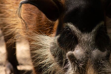The different actions of the red river hog during the dayの写真素材