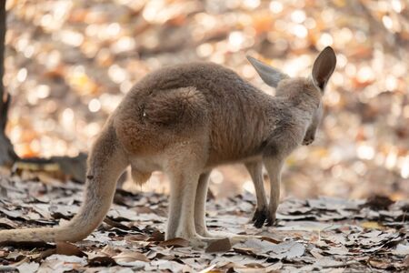 Kangaroo is the national symbol of Australia.の写真素材
