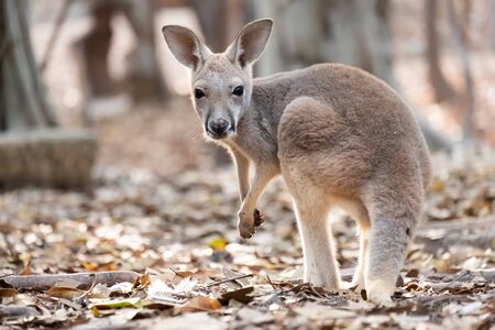 Kangaroo is the national symbol of Australia.の写真素材