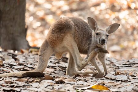 Kangaroo is the national symbol of Australia.の写真素材