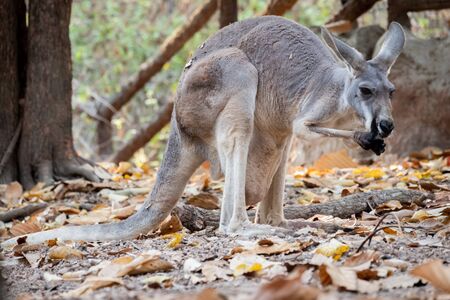 The behavior of a mother kangaroo with a baby in the pouch.の写真素材