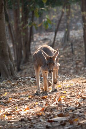 kangaroo is the national symbol of Australia.の写真素材