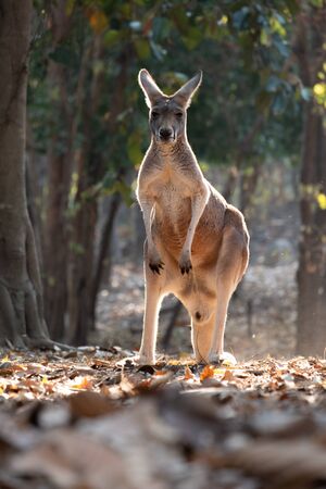 kangaroo is the national symbol of Australia.の写真素材