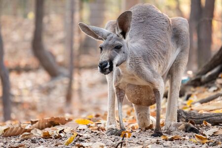 The behavior of a mother kangaroo with a baby in the pouch.の写真素材