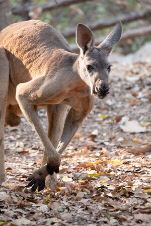 Kangaroo is the national symbol of Australia.の写真素材