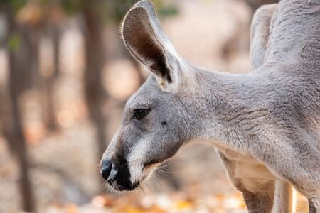The behavior of a mother kangaroo with a baby in the pouch.の写真素材