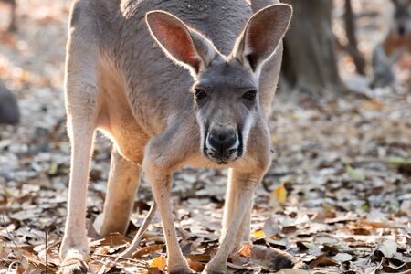 kangaroo is the national symbol of Australia.の写真素材