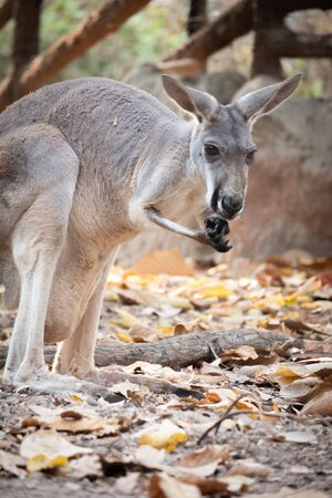 The behavior of a mother kangaroo with a baby in the pouch.の写真素材