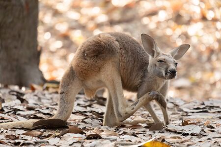 Kangaroo is the national symbol of Australia.の写真素材