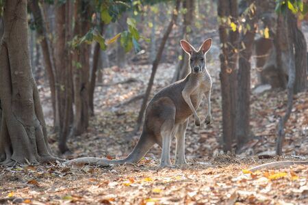 kangaroo is the national symbol of Australia.の写真素材