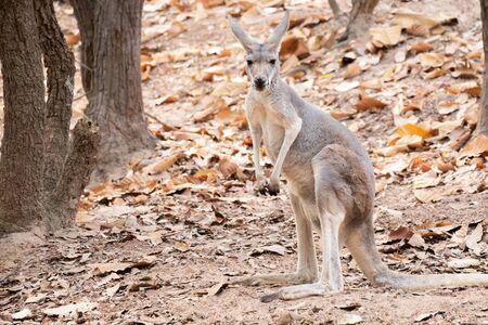 Kangaroo is the national symbol of Australia.の写真素材