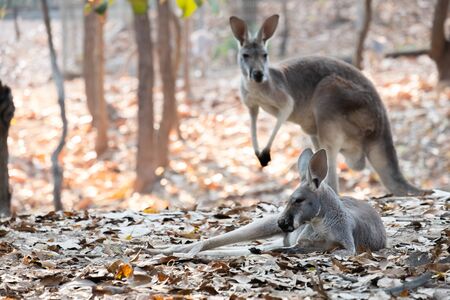kangaroo is the national symbol of Australia.の写真素材