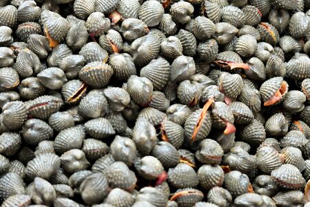 Fresh cockles in a market that is muddy.