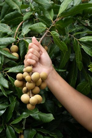 Caring for the longan, the products are about to be harvested.の写真素材