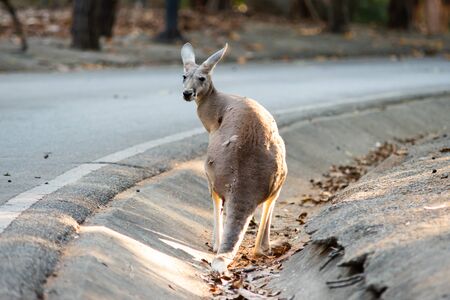 kangaroo is the national symbol of Australia.の写真素材