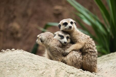 Meerkat's behavior during the dayの写真素材