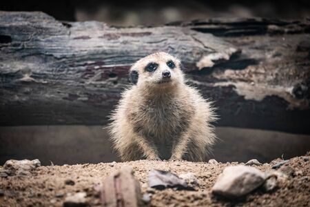 Meerkat's behavior during the dayの写真素材