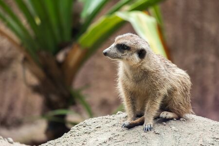 Meerkat's behavior during the dayの写真素材
