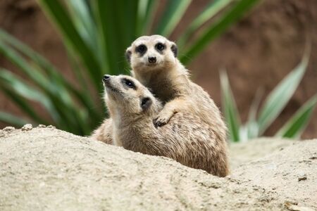 Meerkat's behavior during the dayの写真素材