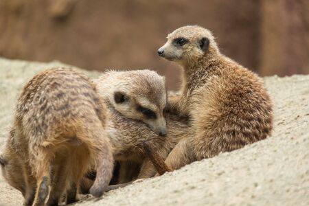 Meerkat's behavior during the dayの写真素材