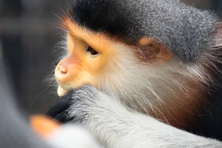 The red-shanked douc monkey is a species of Old World monkeyの写真素材