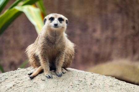 Meerkat's behavior during the dayの写真素材