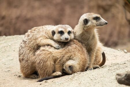 Meerkat's behavior during the dayの写真素材