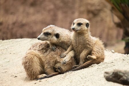 Meerkat's behavior during the dayの写真素材