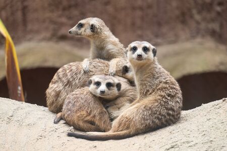Meerkat's behavior during the dayの写真素材