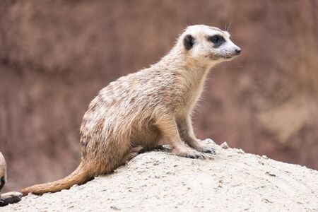 Meerkat's behavior during the dayの写真素材