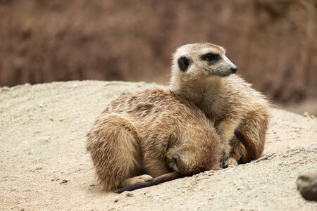 Meerkat's behavior during the dayの写真素材