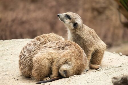 Meerkat's behavior during the dayの写真素材