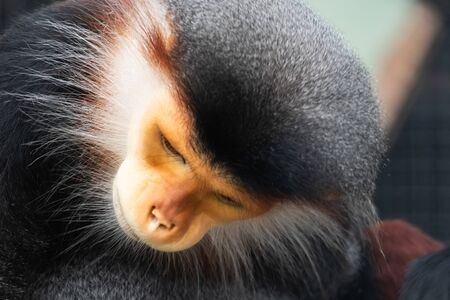 The red-shanked douc is a species of Old World monkeyの写真素材