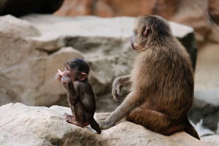 Baboons have diurnality and are terrestrial, but some sleep in trees at night.