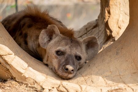 The hyena is Africaâs most common large carnivore.の写真素材