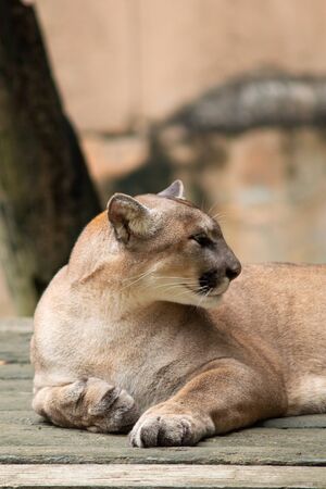 The cougar, also known as the puma