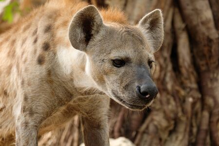 The hyena is Africaâs most common large carnivore.の写真素材
