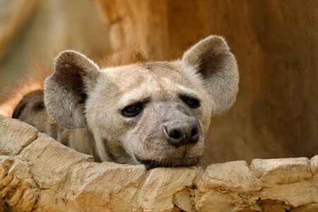 The hyena is Africaâs most common large carnivore.の写真素材