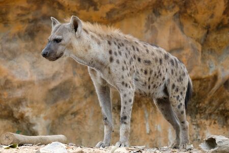 The hyena is Africa's most common large carnivore.の写真素材