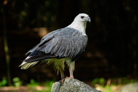 White-bellied Sea eagle on the branchesの写真素材