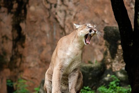 The cougar, also known as the pumaの写真素材