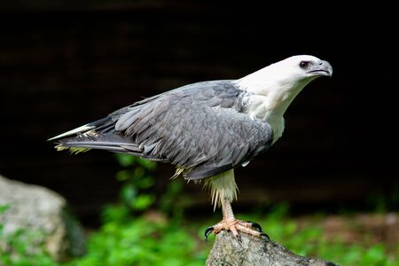 White-bellied Sea eagle on the branches