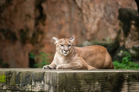 The cougar, also known as the pumaの写真素材