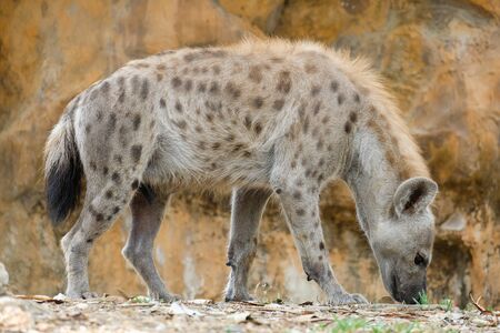 The hyena is Africaâs most common large carnivore.の写真素材