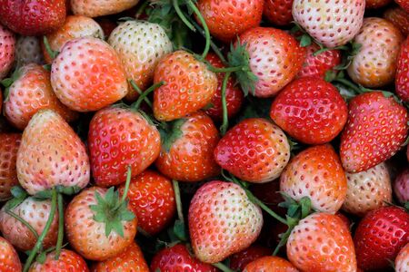 Fresh strawberry from the farm on the mountain.の写真素材