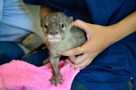 Baby otter in the nursery sectionの写真素材