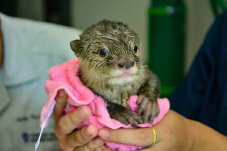 Baby otter in the nursery sectionの写真素材