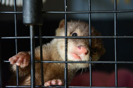 Baby otter in the nursery sectionの写真素材