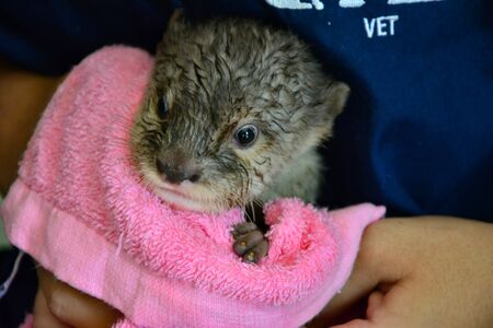 Baby otter in the nursery sectionの写真素材