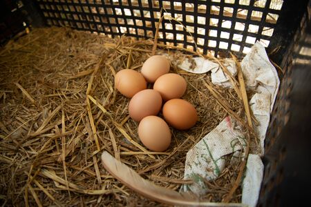 Chicken eggs in the nestの写真素材